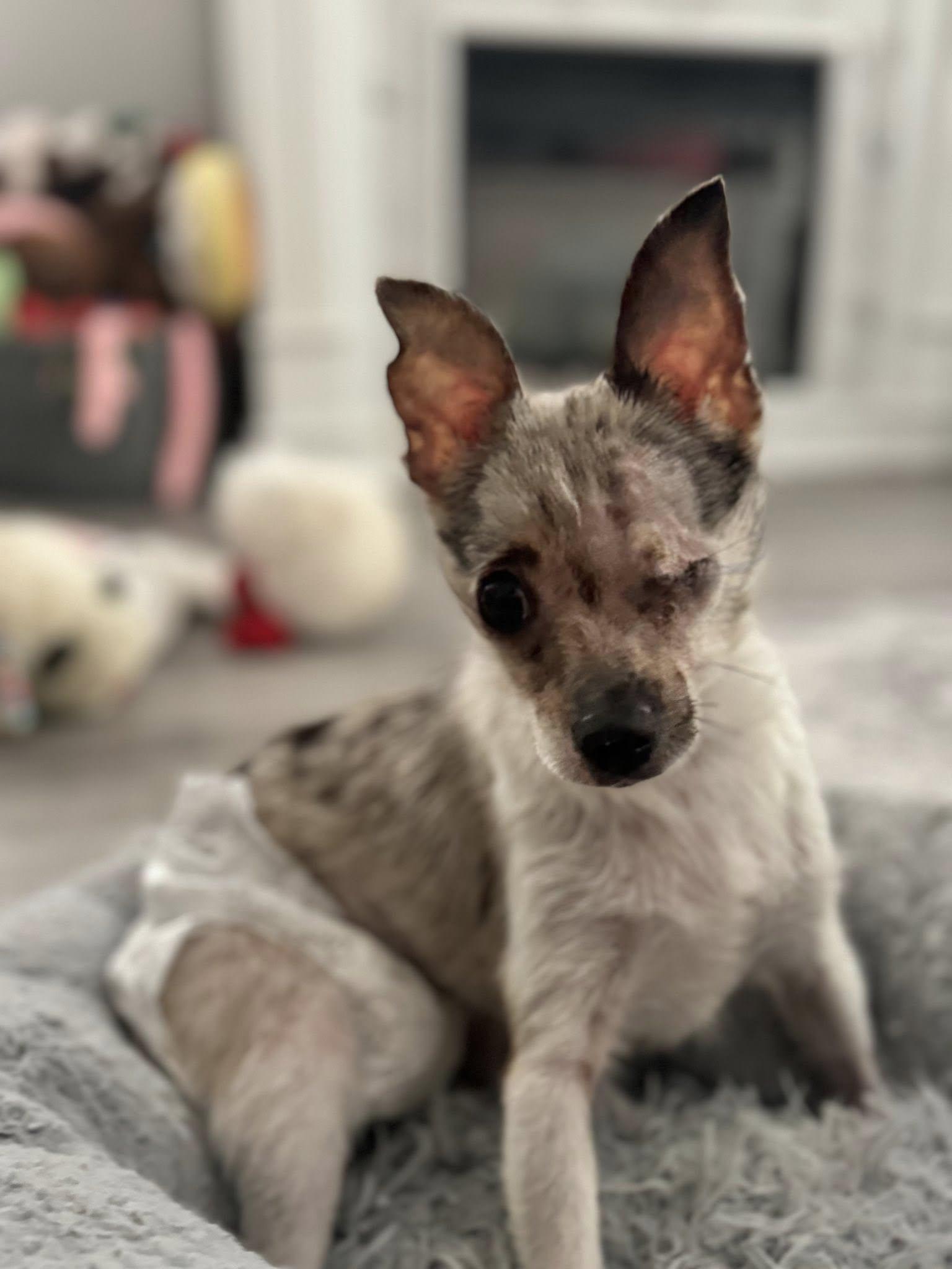 Enlarge Pebbles, a ADOPTABLE Chihuahua in Prince Frederick, MD image 3/3