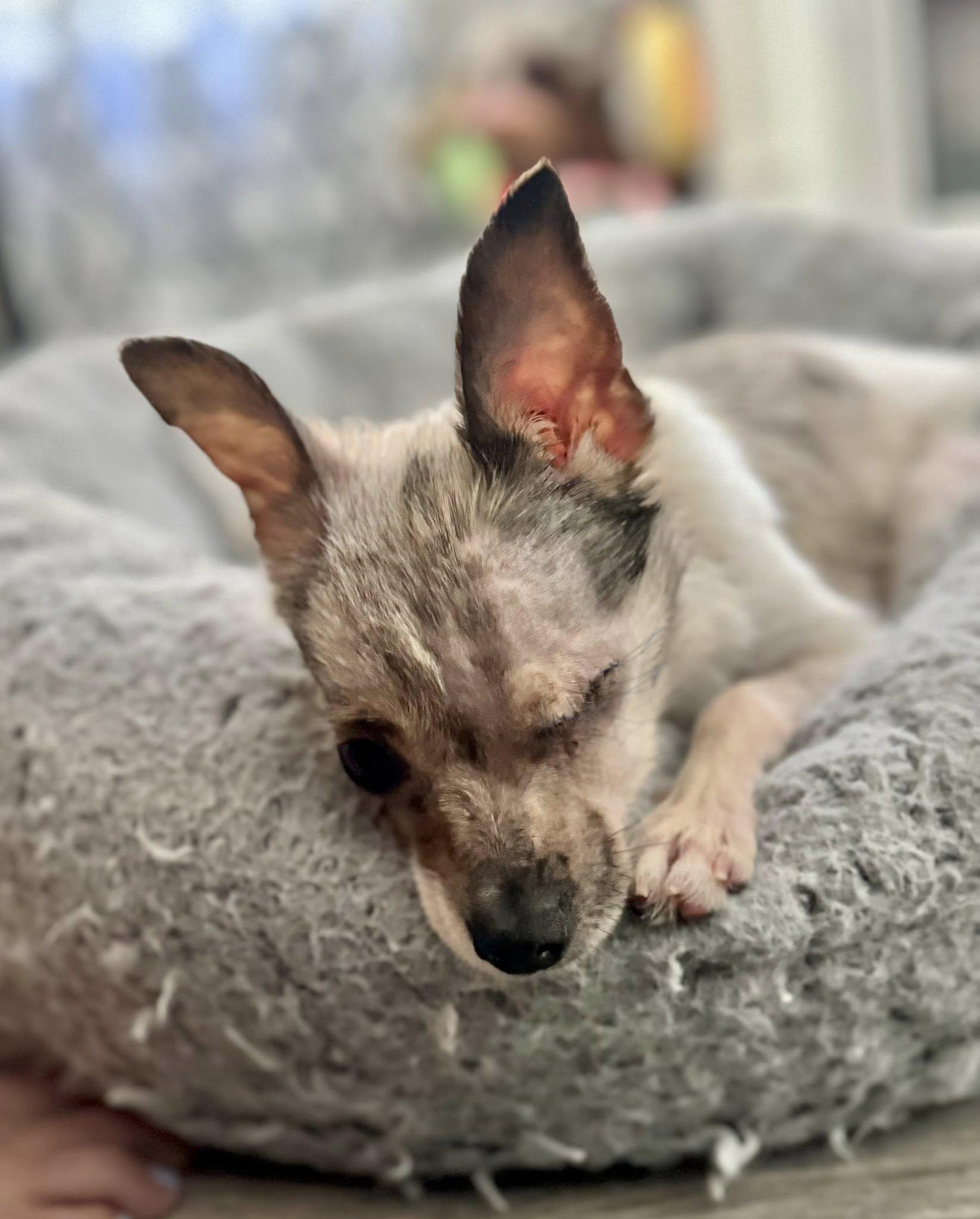 Enlarge Pebbles, a ADOPTABLE Chihuahua in Prince Frederick, MD image 2/3