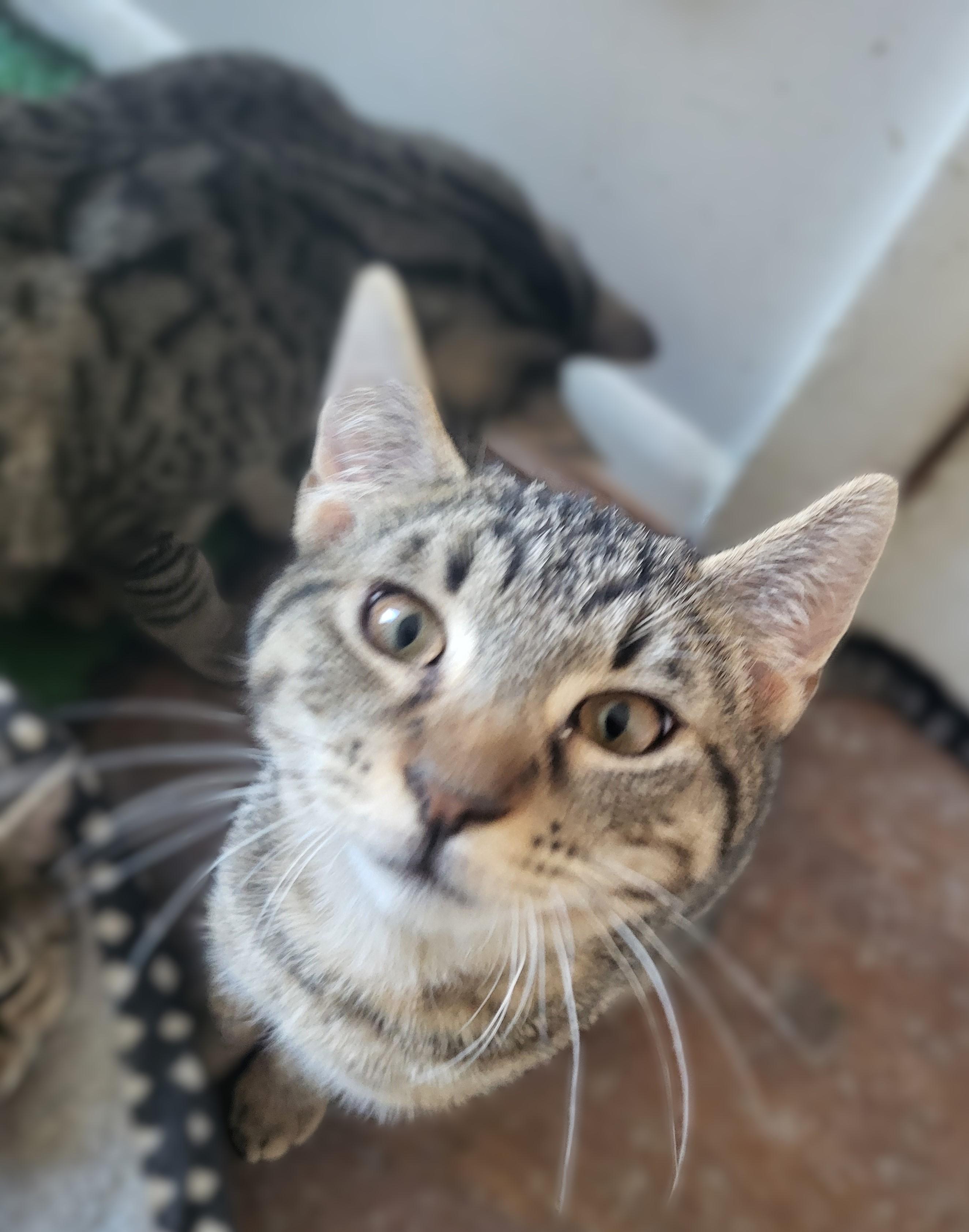 Samosa, ADOPTABLE, Kitten Male Tabby & Domestic Short Hair.