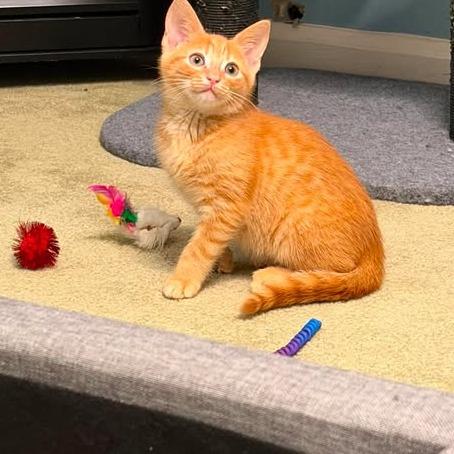 Enlarge Seraphina, a Adoptable Domestic Short Hair in Brevard, NC image 1/1
