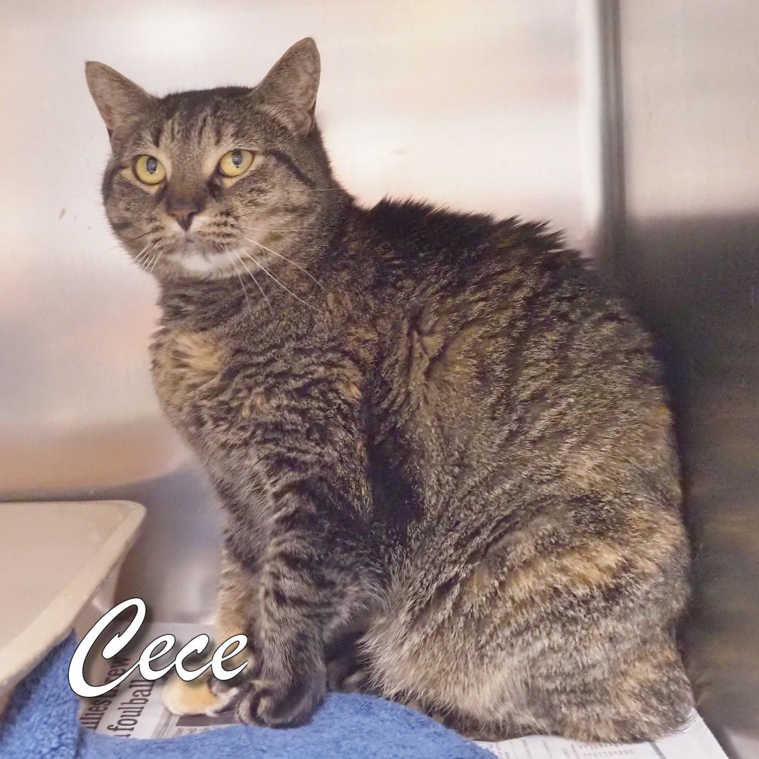 Enlarge Cece, a Adoptable Domestic Short Hair in Cape May Court House, NJ image 2/2