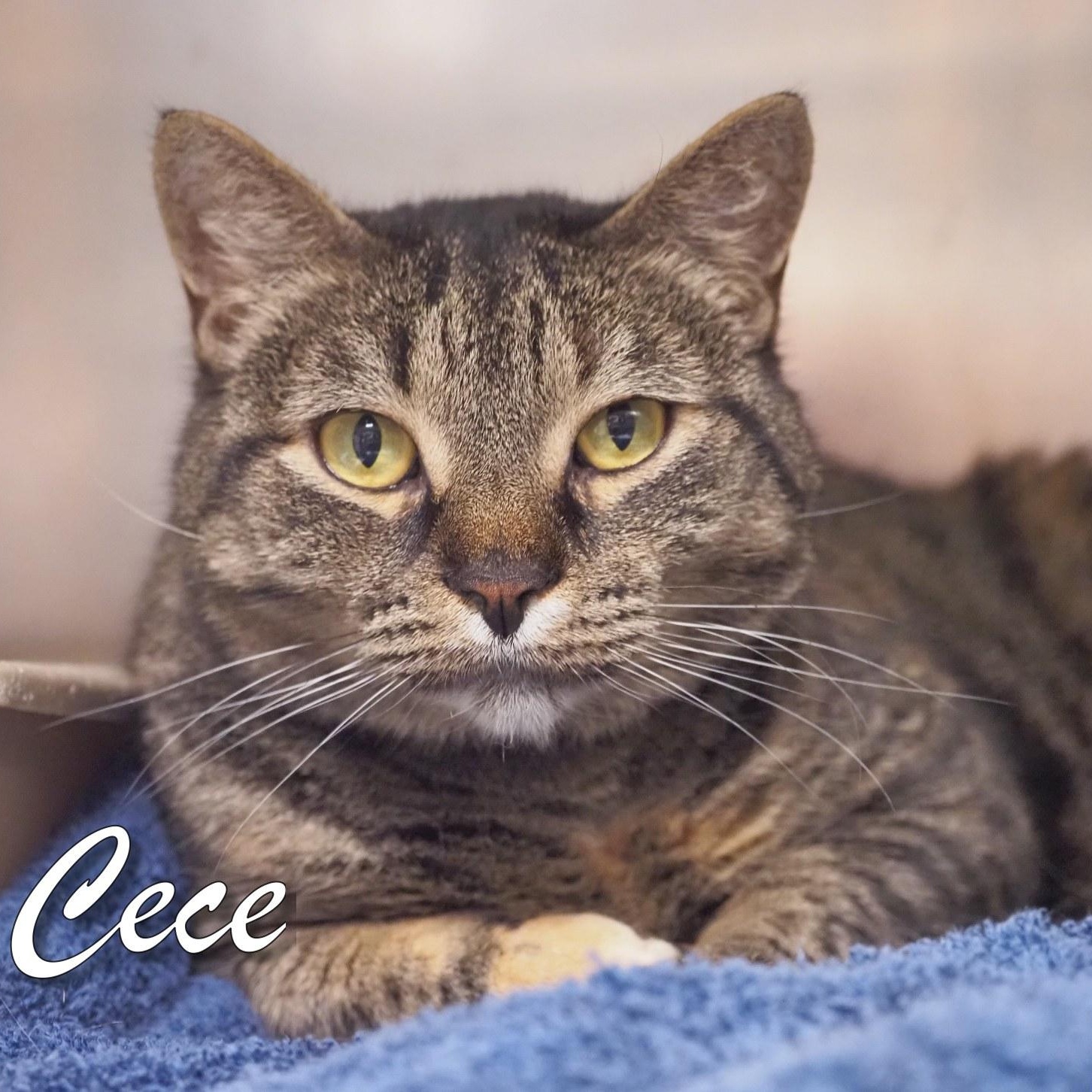 Enlarge Cece, a Adoptable Domestic Short Hair in Cape May Court House, NJ image 1/2