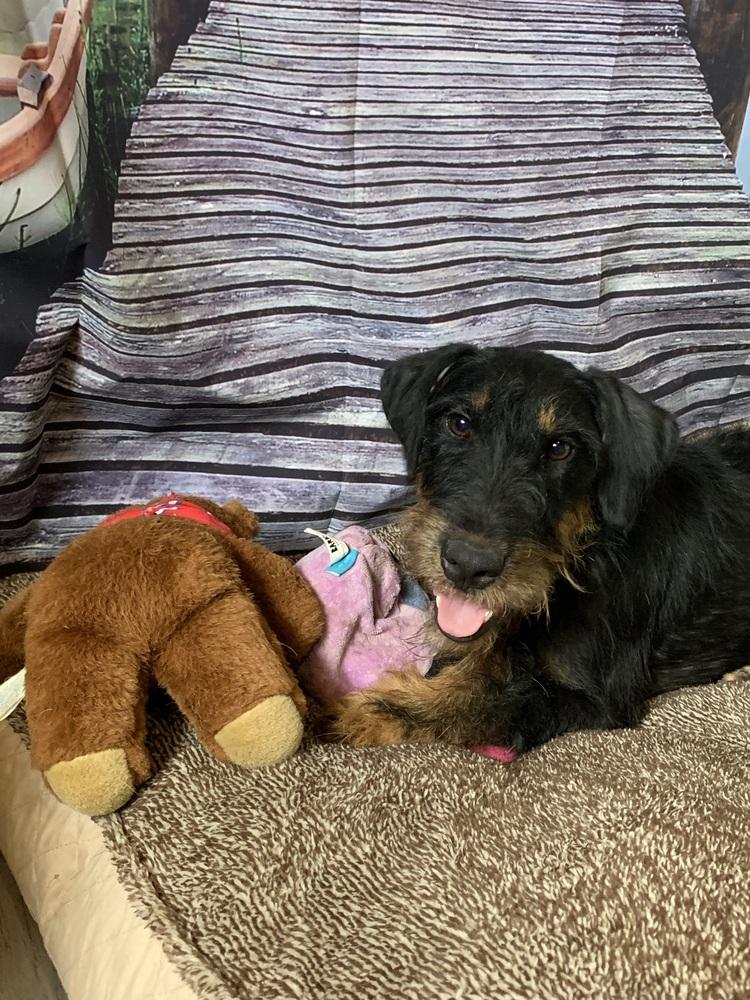 Pippy, Adoptable, Adult Female Terrier.