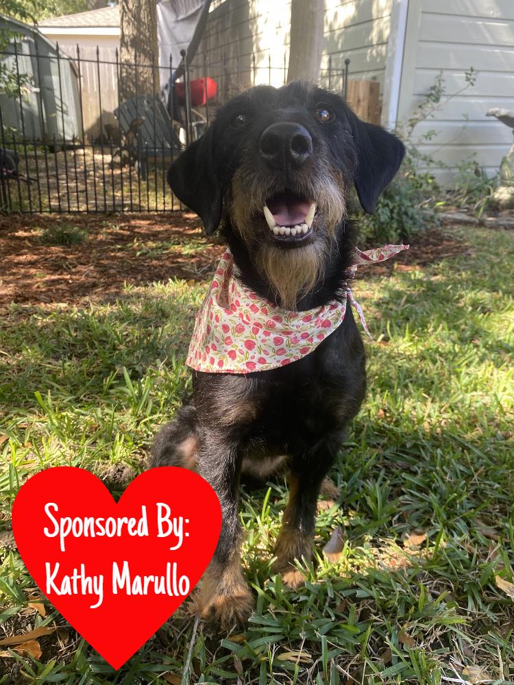 Enlarge Pippy, a Adoptable Terrier in San Leon, TX image 2/6