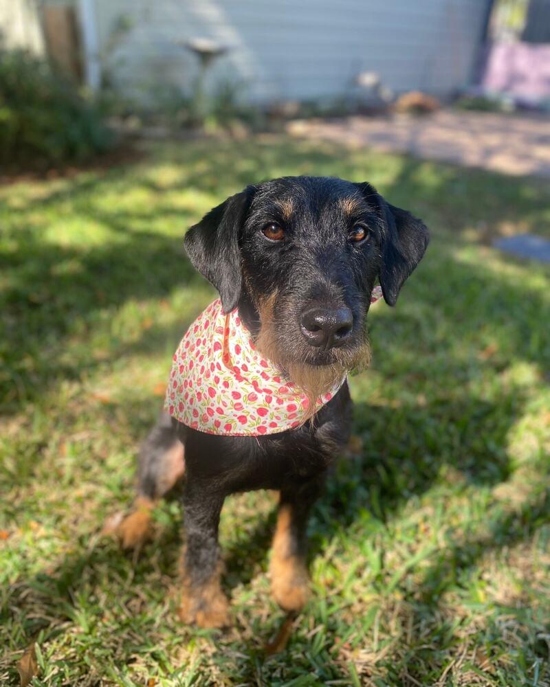 Enlarge Pippy, a Adoptable Terrier in San Leon, TX image 3/6