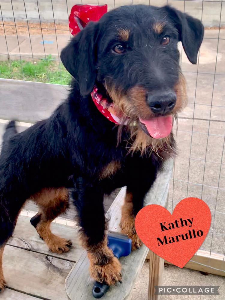 Enlarge Pippy, a Adoptable Terrier in San Leon, TX image 4/6