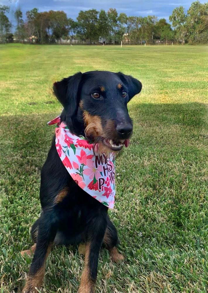 Enlarge Pippy, a Adoptable Terrier in San Leon, TX image 5/6