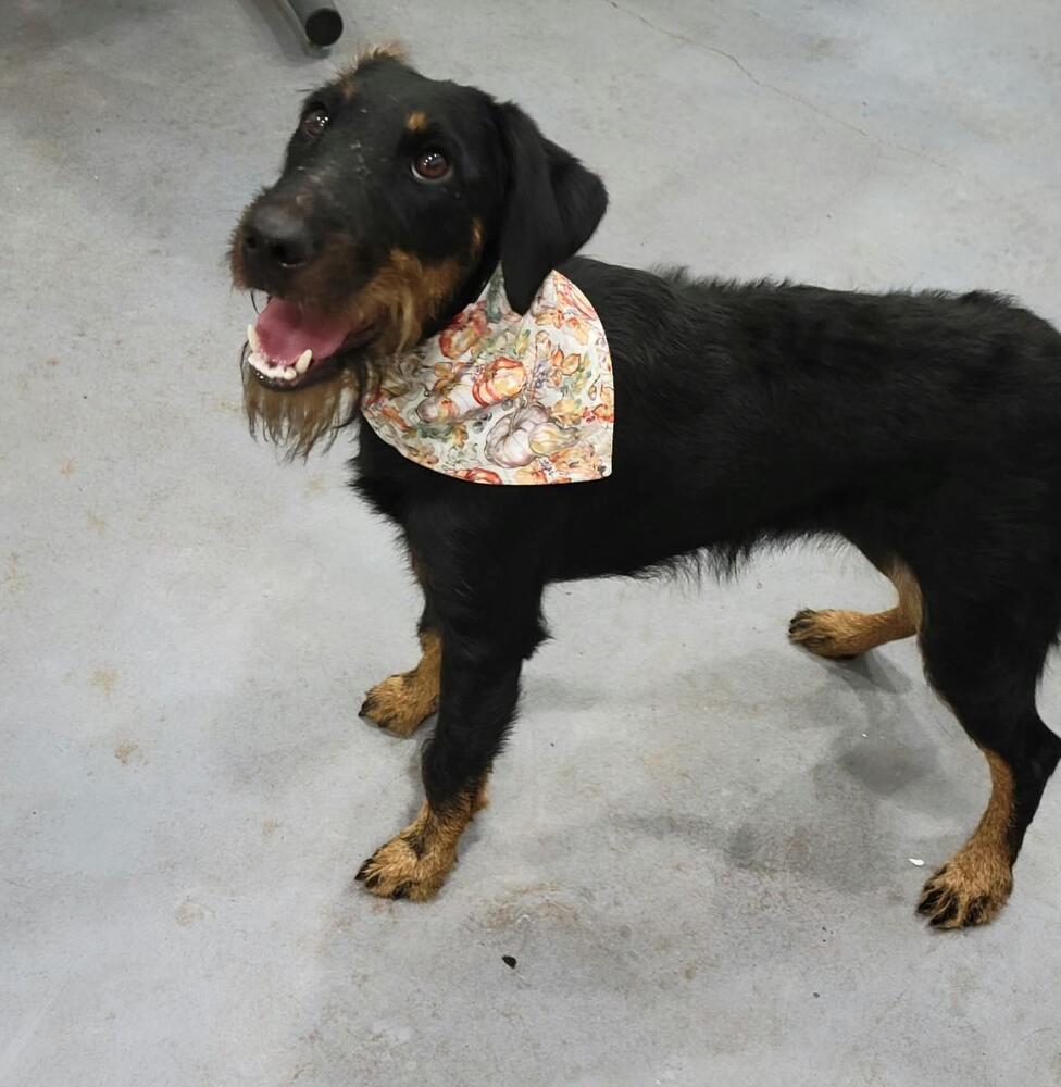 Enlarge Pippy, a Adoptable Terrier in San Leon, TX image 6/6