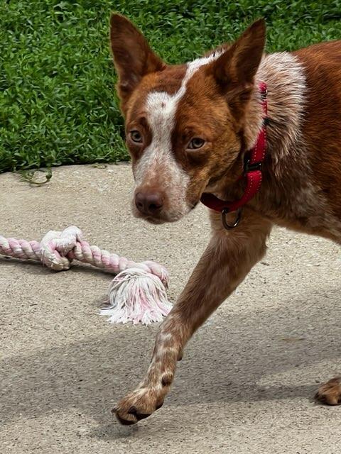 Rosie, an adopted Australian Cattle Dog / Blue Heeler in Lexington, KY image 2/4