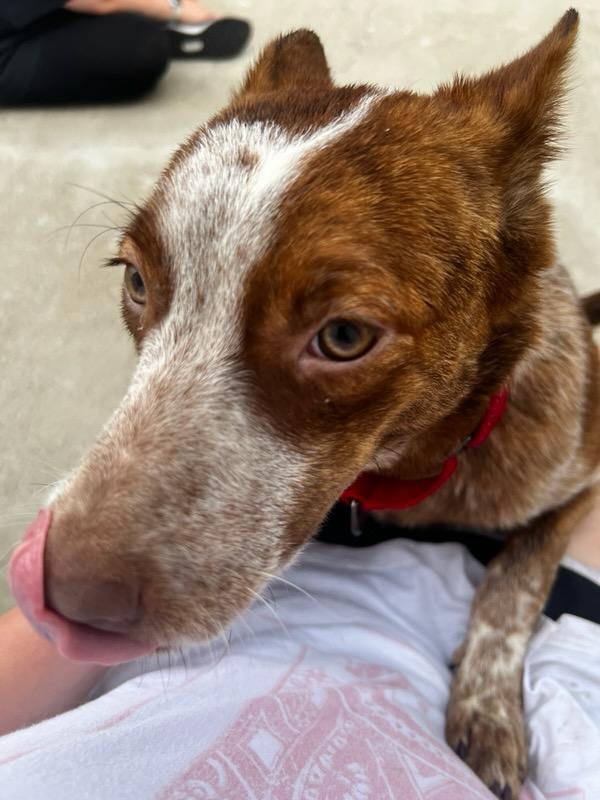 Rosie, an adopted Australian Cattle Dog / Blue Heeler in Lexington, KY image 4/4