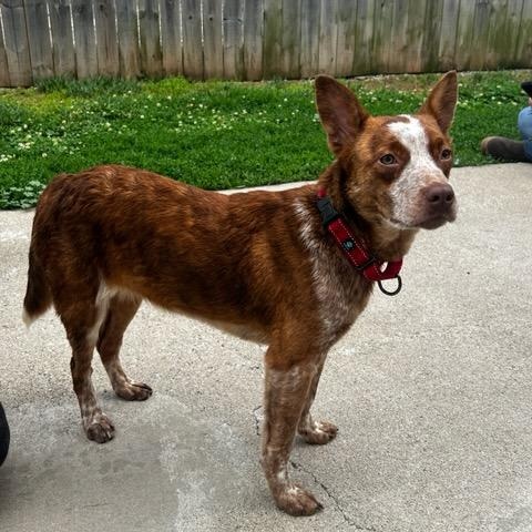 Rosie, an adopted Australian Cattle Dog / Blue Heeler in Lexington, KY image 1/4