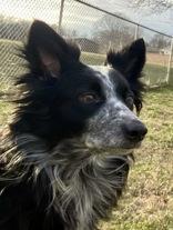 Alexi, ADOPTABLE, Adult Female Australian Cattle Dog / Blue Heeler.