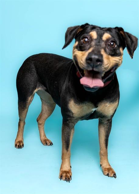 Enlarge BOWLEG, a Adoptable Pit Bull Terrier in Fort Lauderdale, FL image 1/1