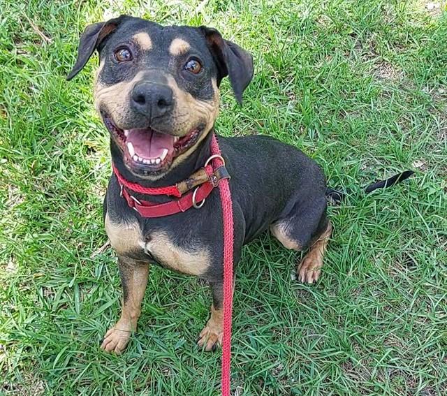 BOWLEG, Adoptable, Adult Female Pit Bull Terrier.