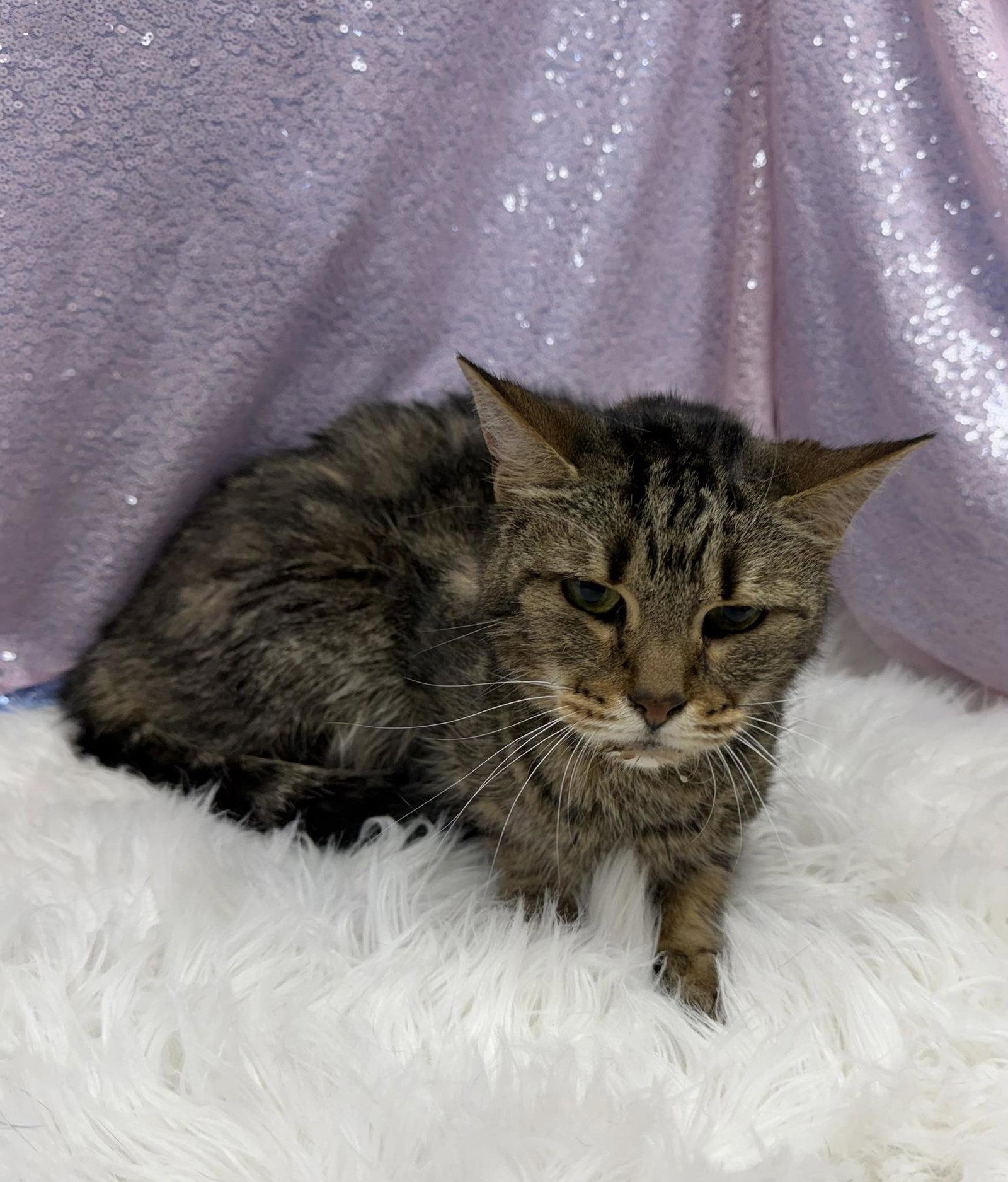 Enlarge Whisky, a Adopted Domestic Short Hair in Clarkesville, GA image 1/1