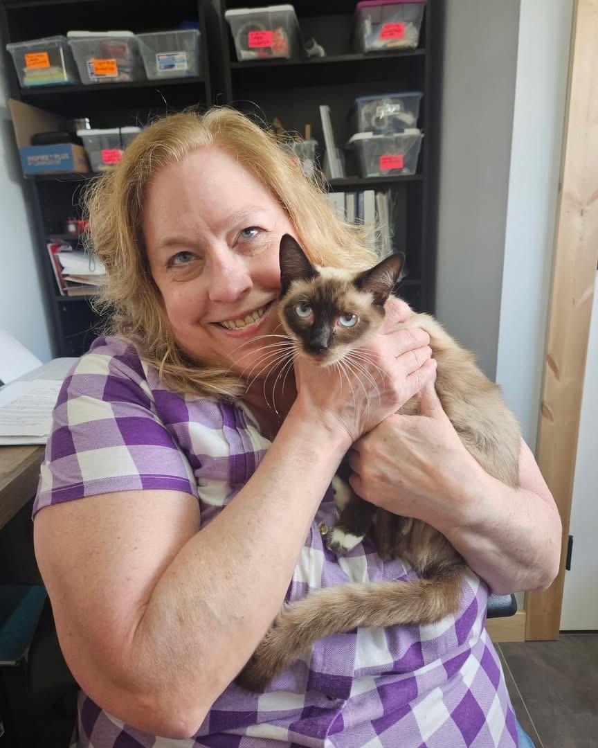 Dolly, adopted, Adult Female Domestic Short Hair.