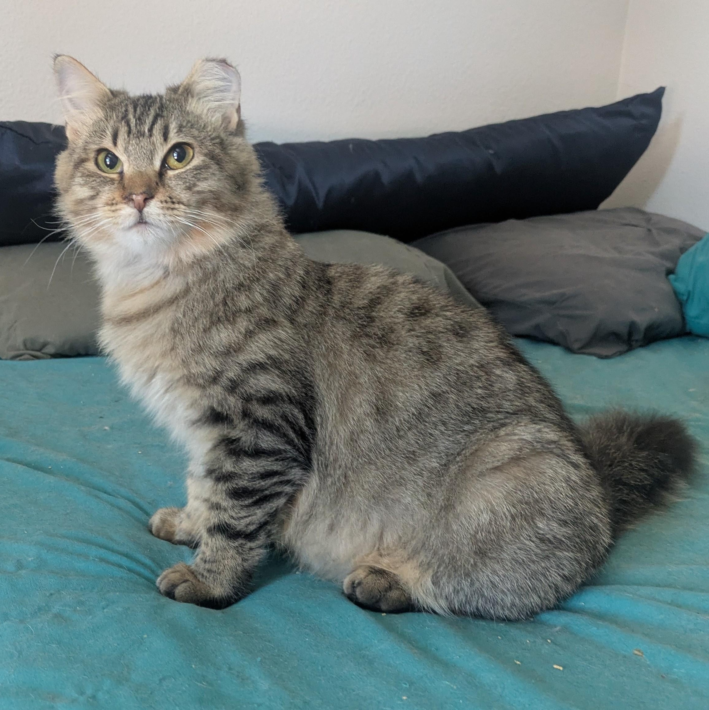 Gingerbread the caramel-colored sweetheart