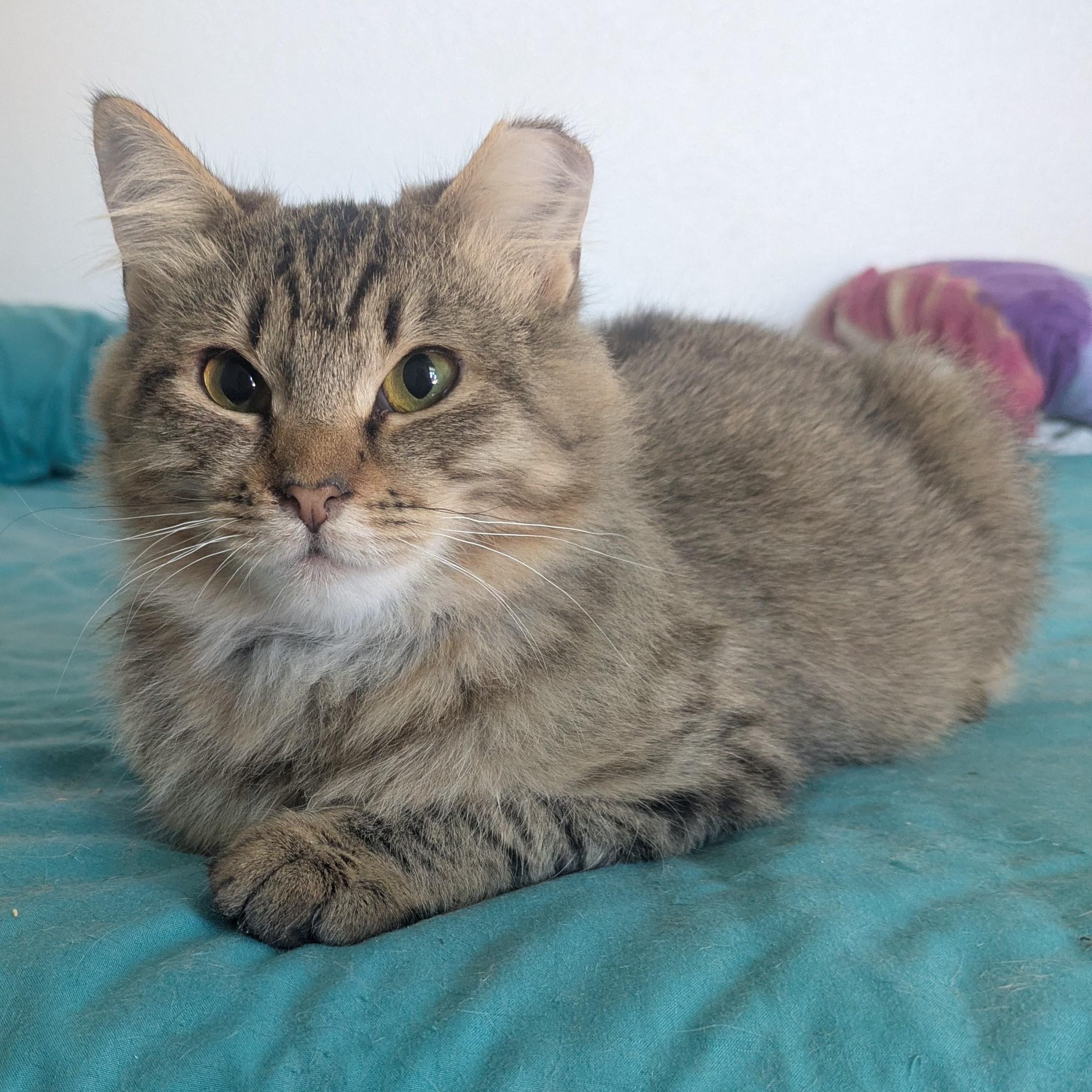 Gingerbread the caramel-colored sweetheart