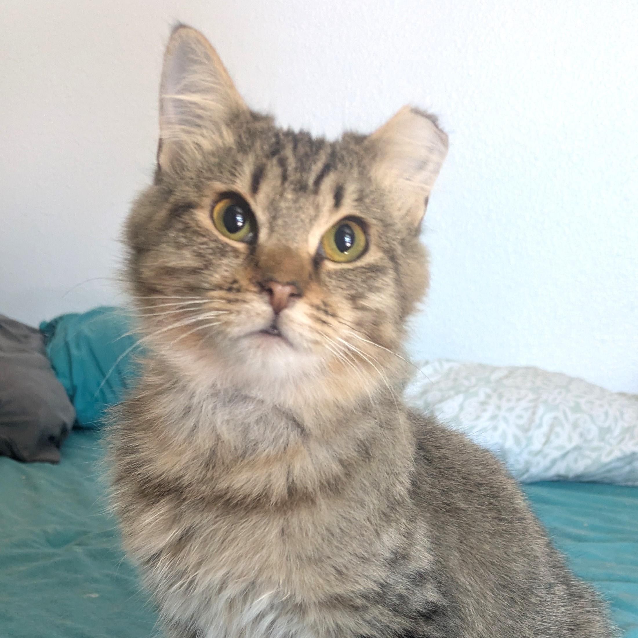 Gingerbread the caramel-colored sweetheart