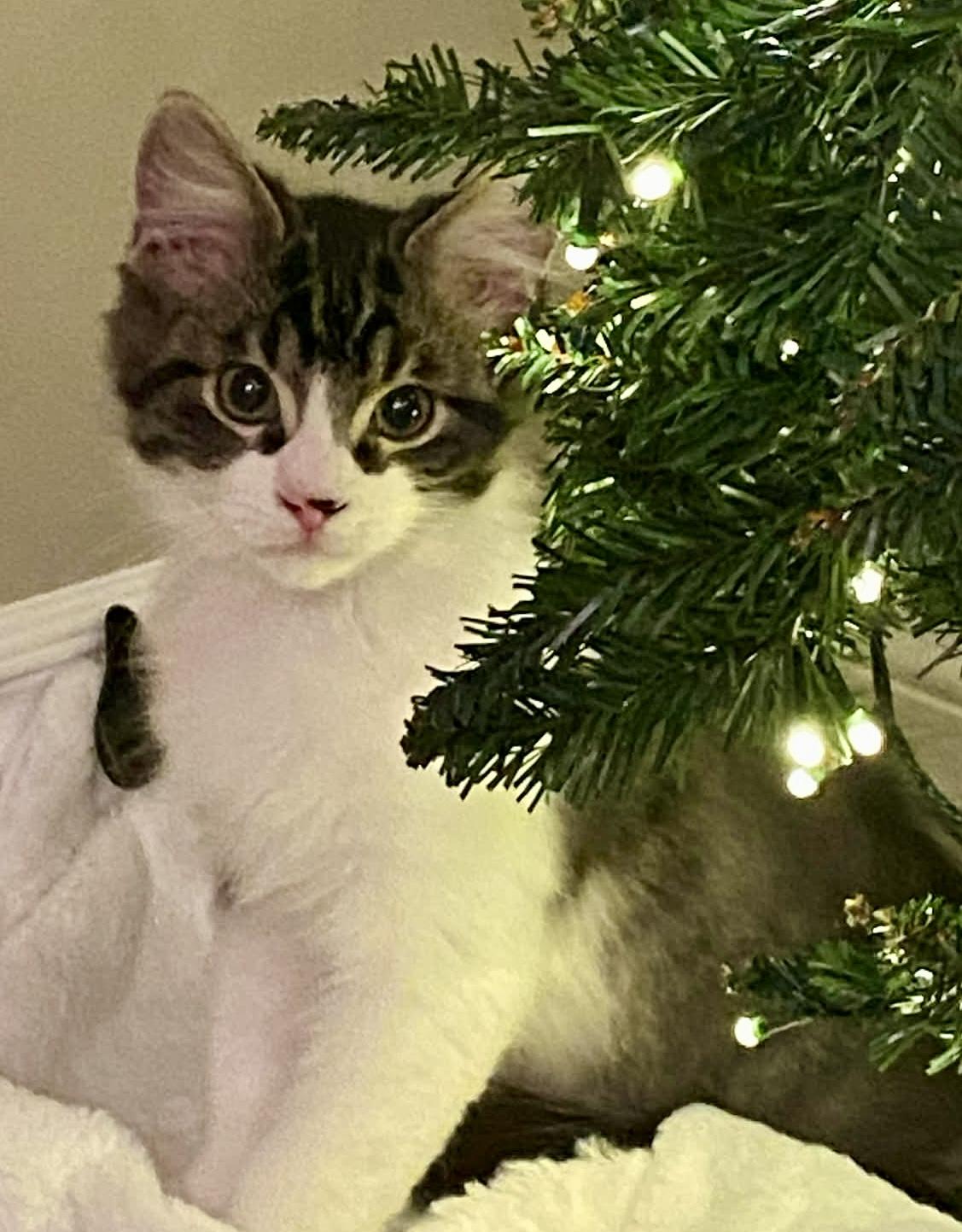 Enlarge Reggie, a ADOPTABLE Domestic Medium Hair in Pointe-Claire, QC image 5/6