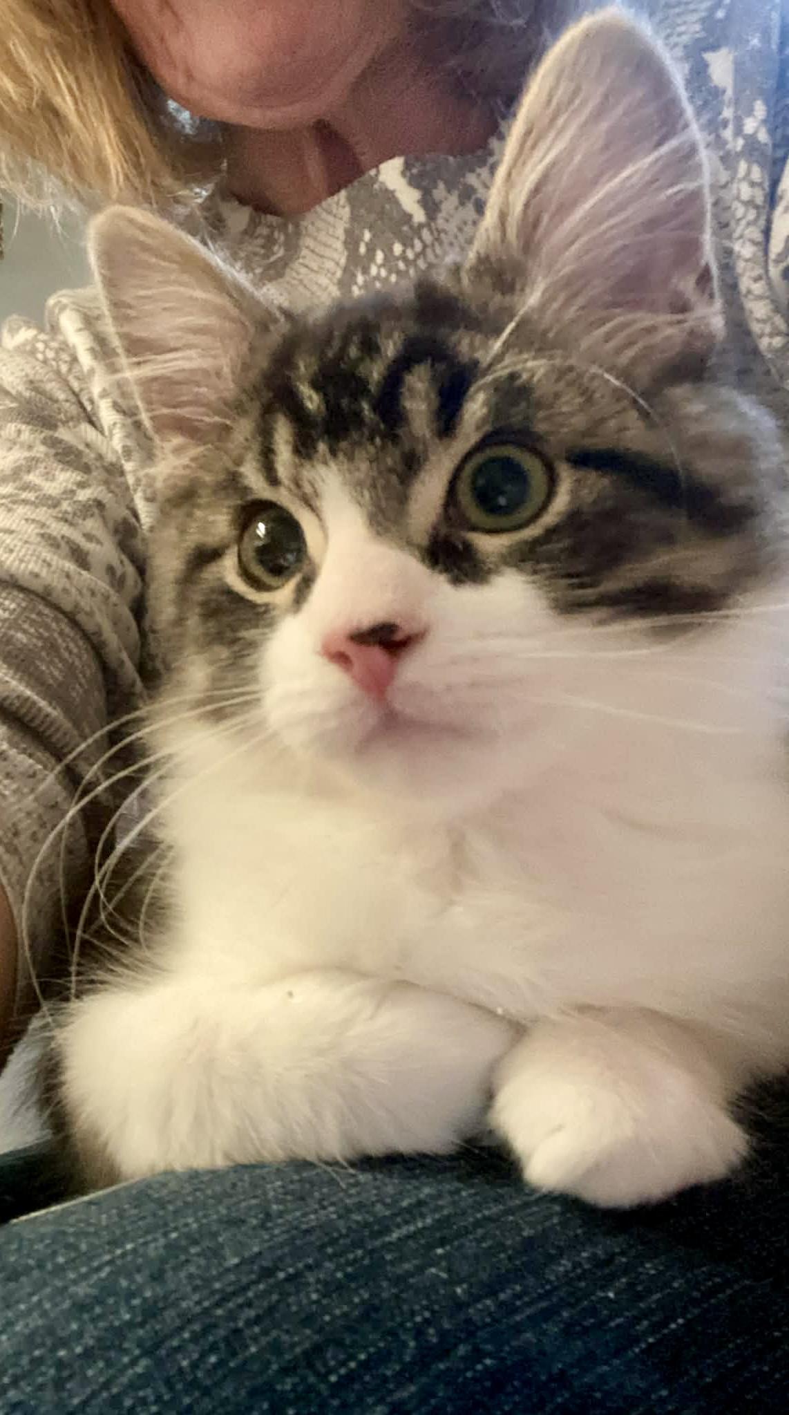 Enlarge Reggie, a ADOPTABLE Domestic Medium Hair in Pointe-Claire, QC image 2/6