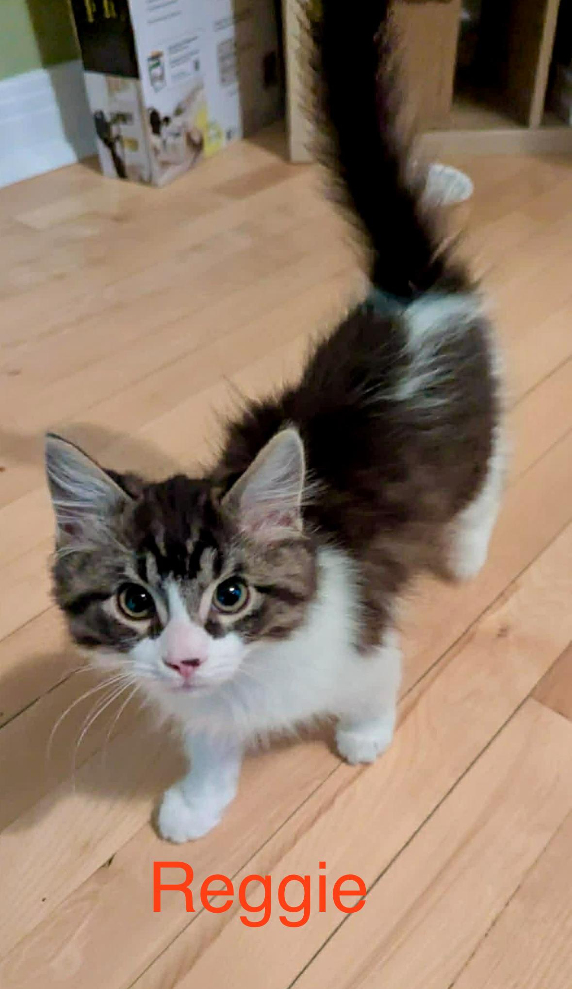 Reggie, ADOPTABLE, Kitten Male Domestic Medium Hair.