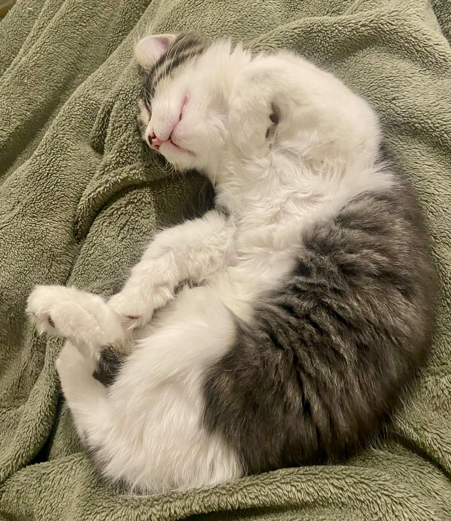 Enlarge Reggie, a ADOPTABLE Domestic Medium Hair in Pointe-Claire, QC image 3/6