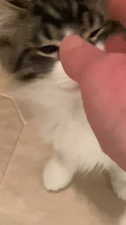 Enlarge Reggie, a ADOPTABLE Domestic Medium Hair in Pointe-Claire, QC video 4/6