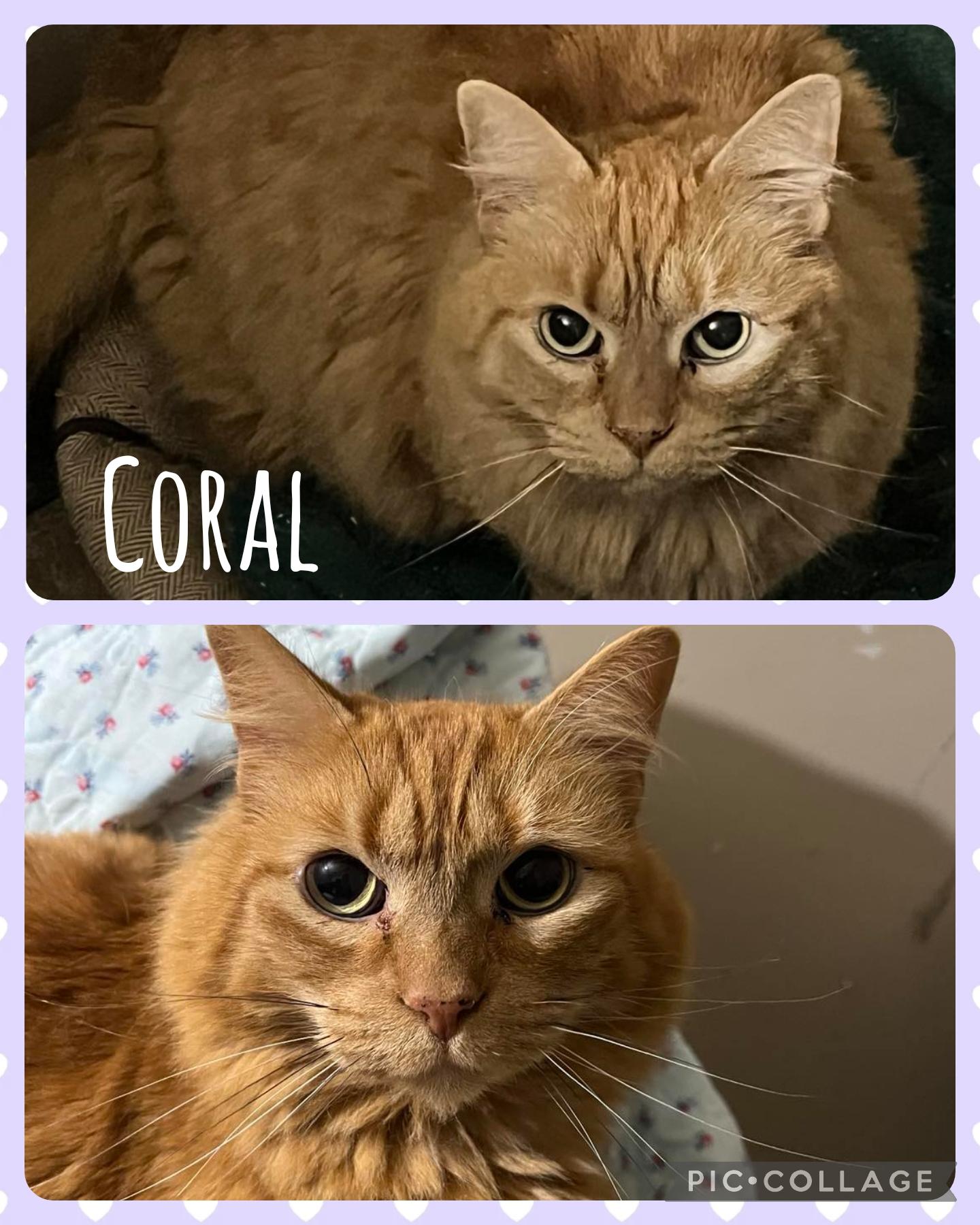 Coral