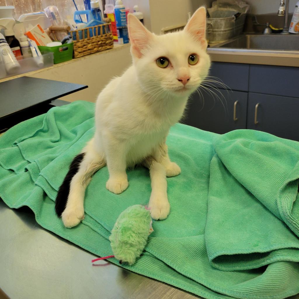 Tuulikki, Adoptable, Adult Female Domestic Short Hair.