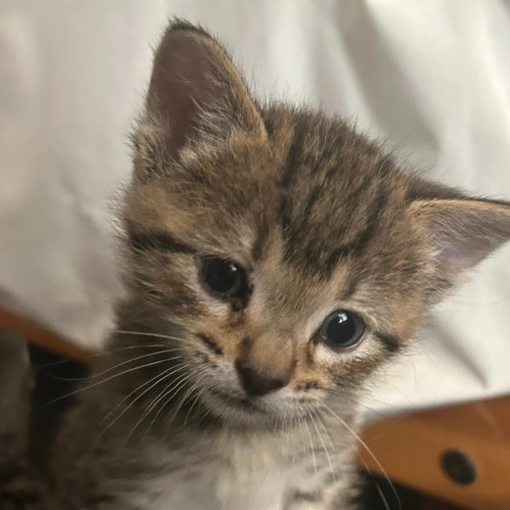 Solo, Adoptable, Young Male Domestic Short Hair.