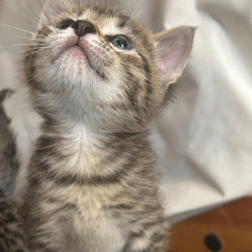 Enlarge Solo, a Adoptable Domestic Short Hair in Chicago, IL image 2/2