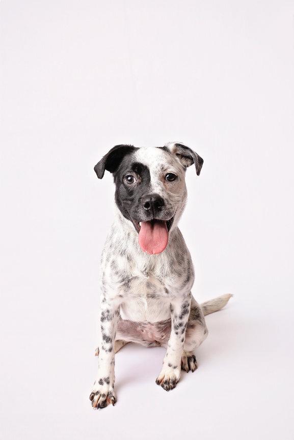 Gigi, a ADOPTABLE mixed breed in Nashville, TN image 5/5
