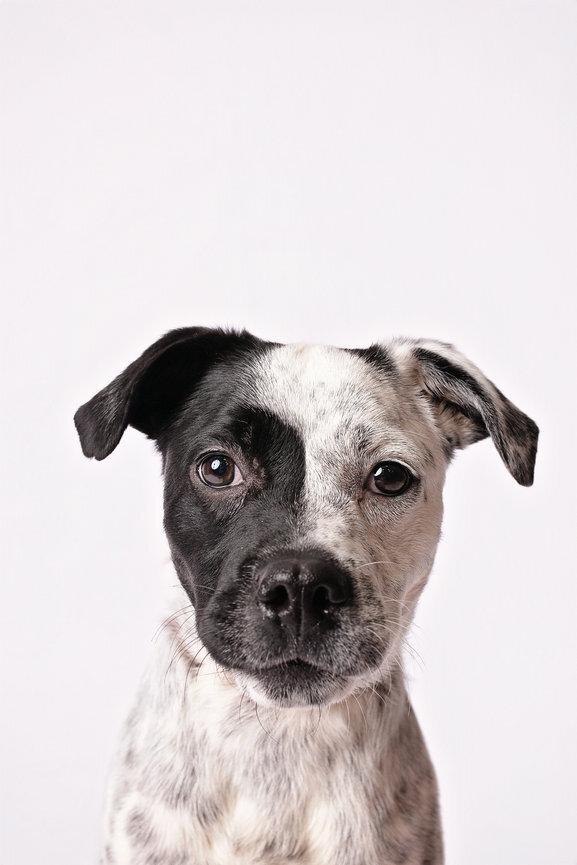 Gigi, a ADOPTABLE mixed breed in Nashville, TN image 3/5