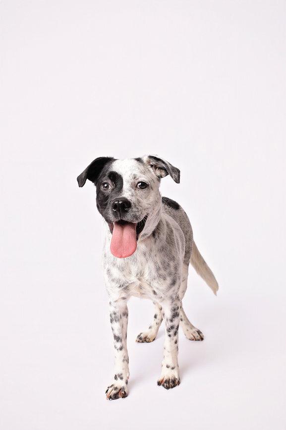 Gigi, a ADOPTABLE mixed breed in Nashville, TN image 2/5