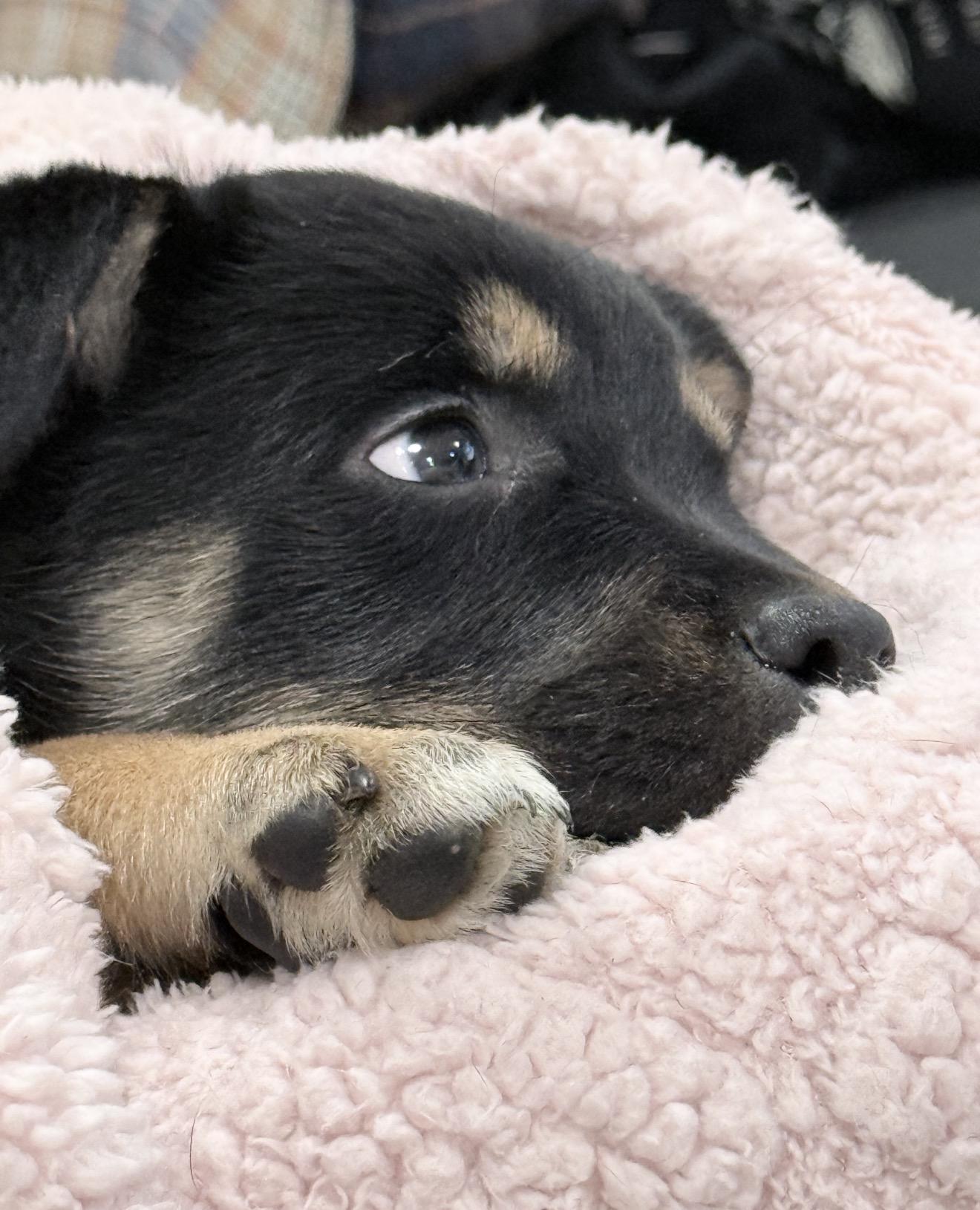 Enlarge Magnolia , an adopted mixed breed in Junction City, KY image 2/4