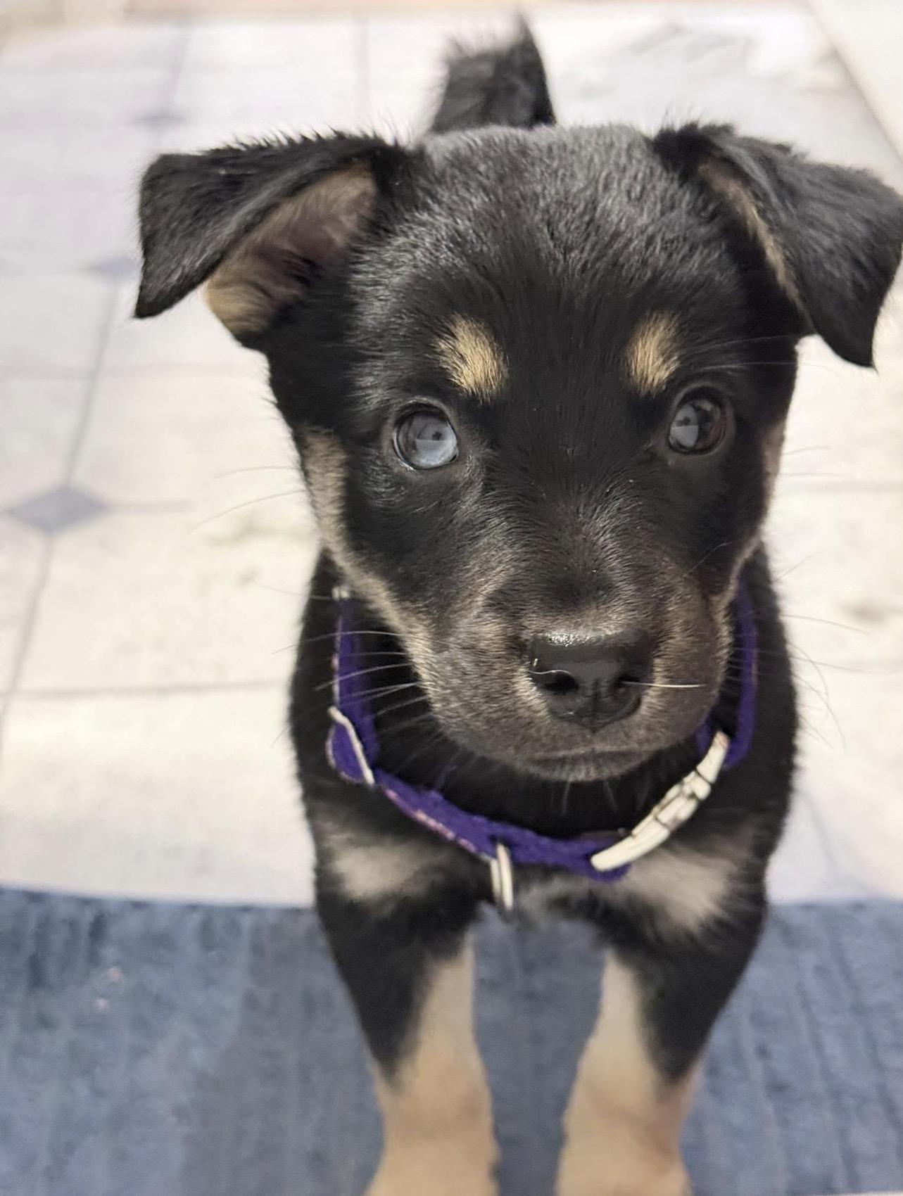 Enlarge Magnolia , an adopted mixed breed in Junction City, KY image 4/4