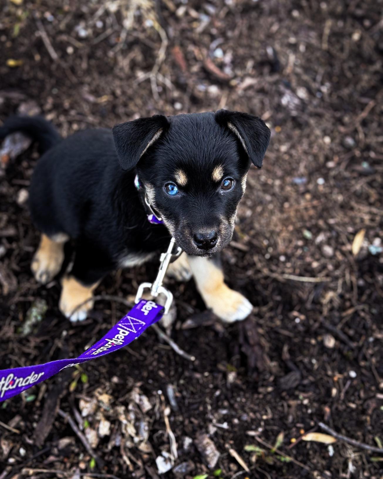 Magnolia , adopted, Puppy Female German Shepherd Dog.
