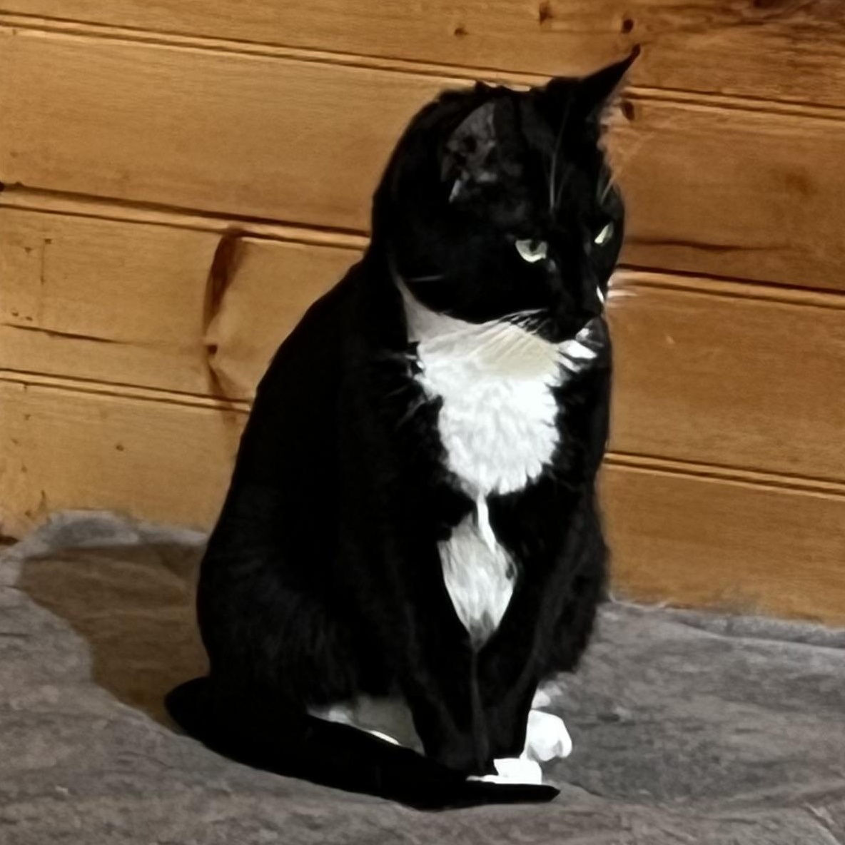 Enlarge Panda, a Adoptable Domestic Short Hair in Knoxville, GA image 4/4