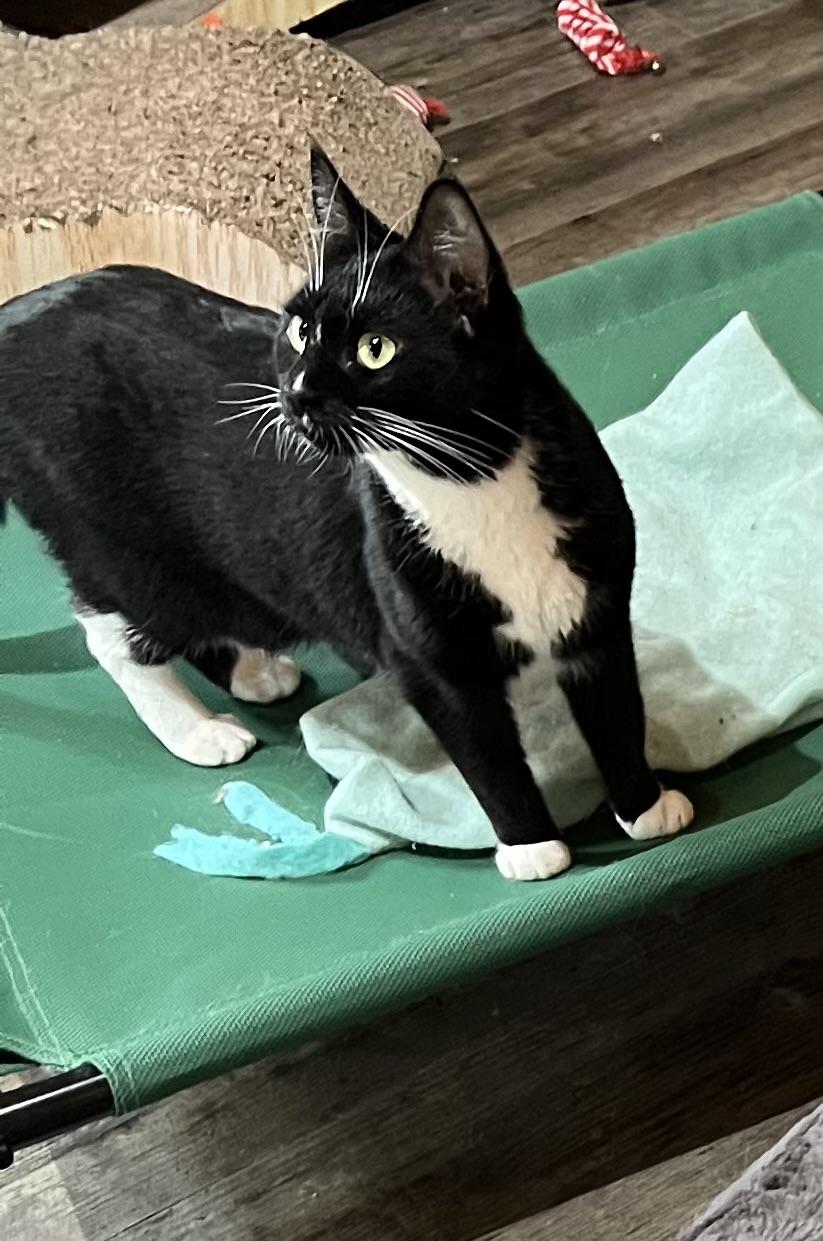 Enlarge Panda, a Adoptable Domestic Short Hair in Knoxville, GA image 1/4