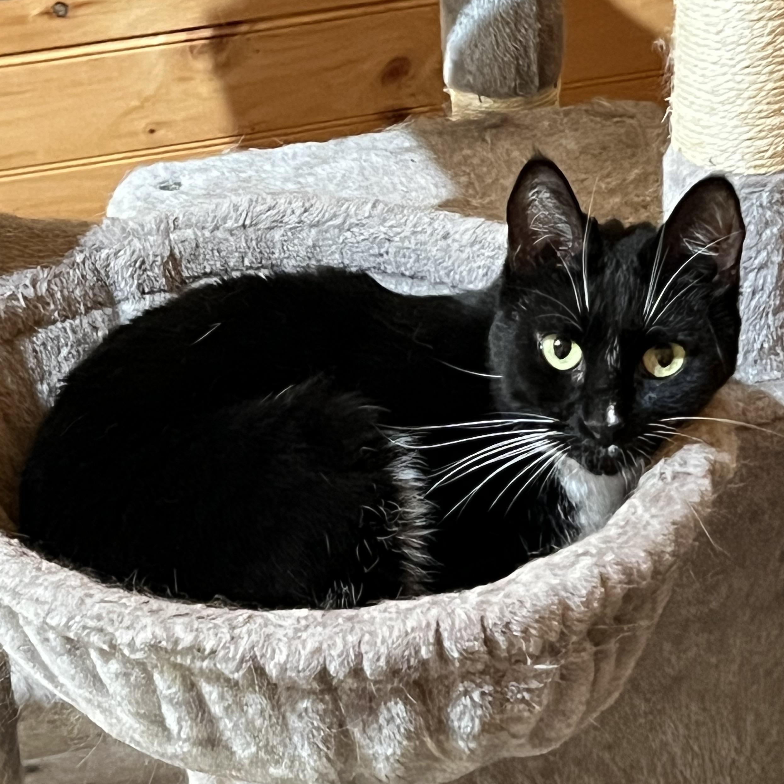 Enlarge Panda, a Adoptable Domestic Short Hair in Knoxville, GA image 1/4