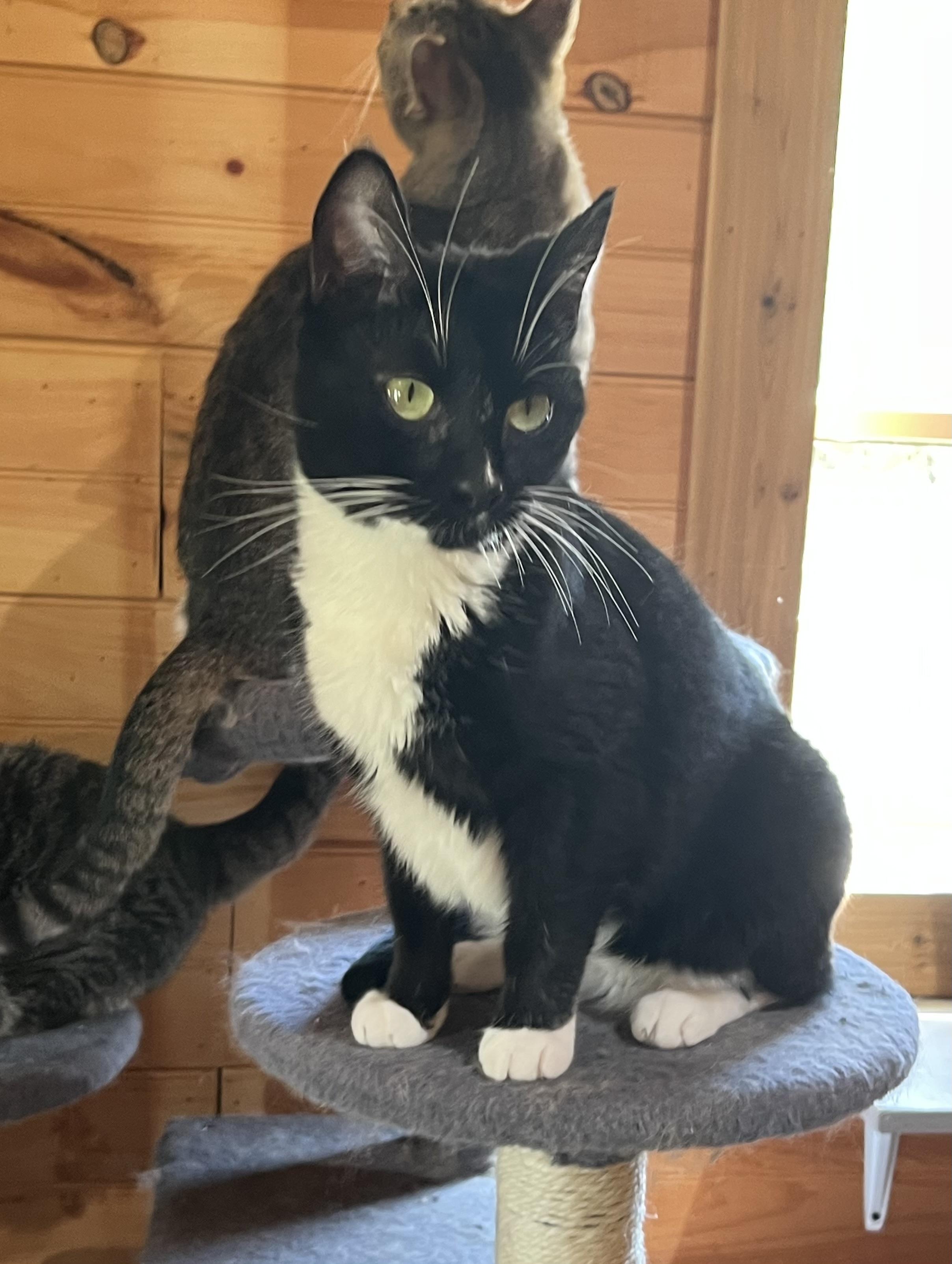 Enlarge Panda, a Adoptable Domestic Short Hair in Knoxville, GA image 2/4