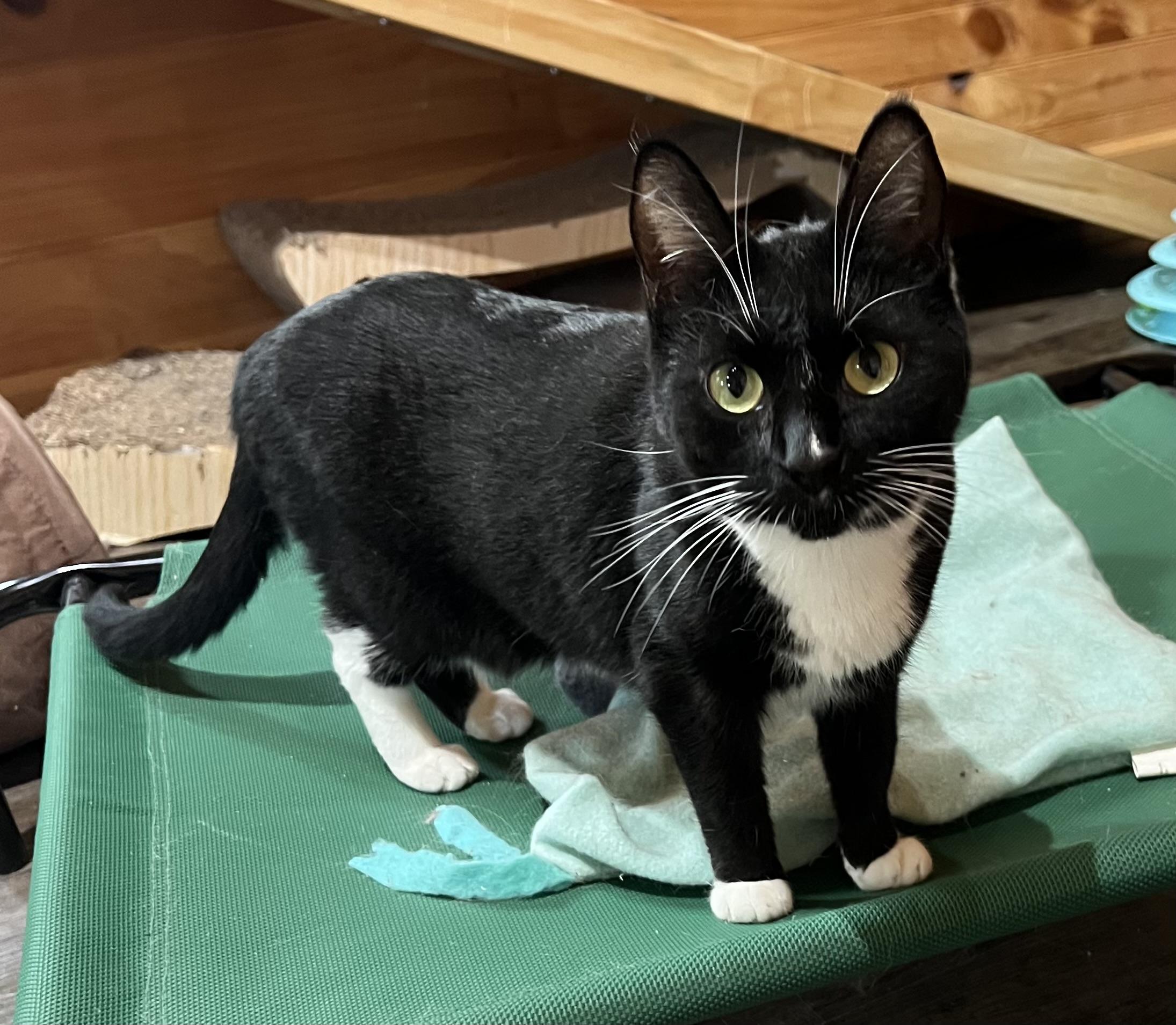 Enlarge Panda, a Adoptable Domestic Short Hair in Knoxville, GA image 3/4