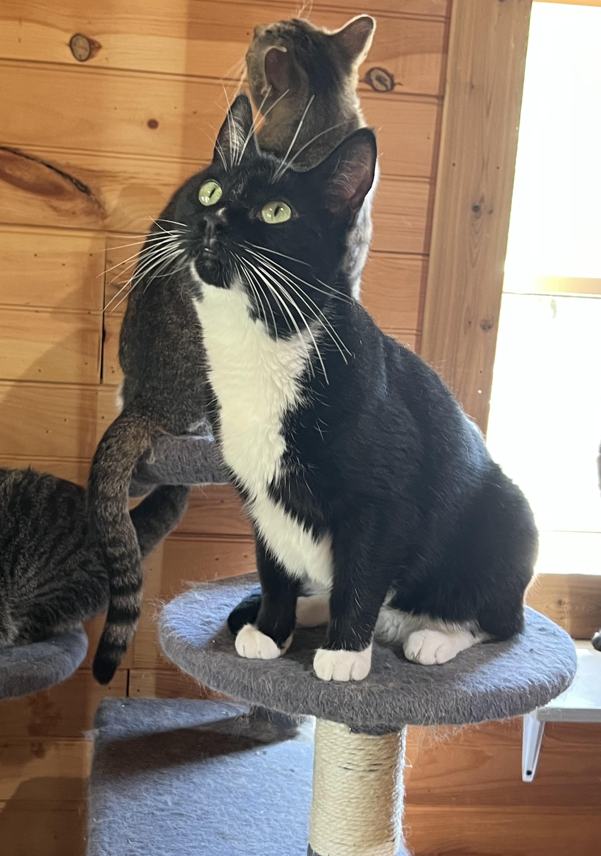 Enlarge Panda, a Adoptable Domestic Short Hair in Knoxville, GA image 4/4