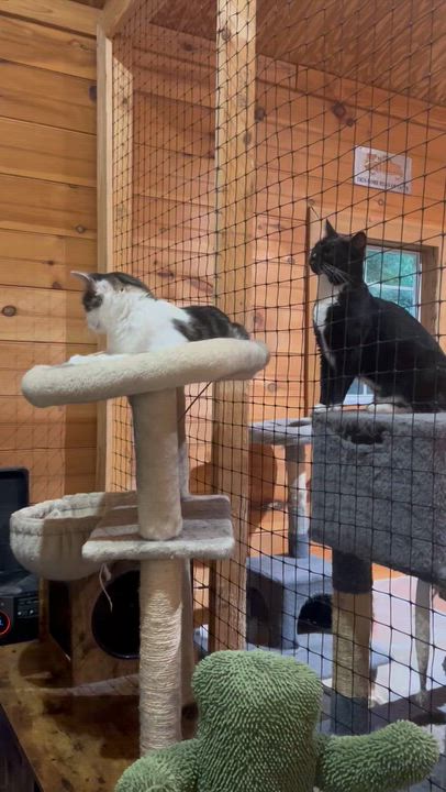 Enlarge Panda, a Adoptable Domestic Short Hair in Knoxville, GA video 5/5