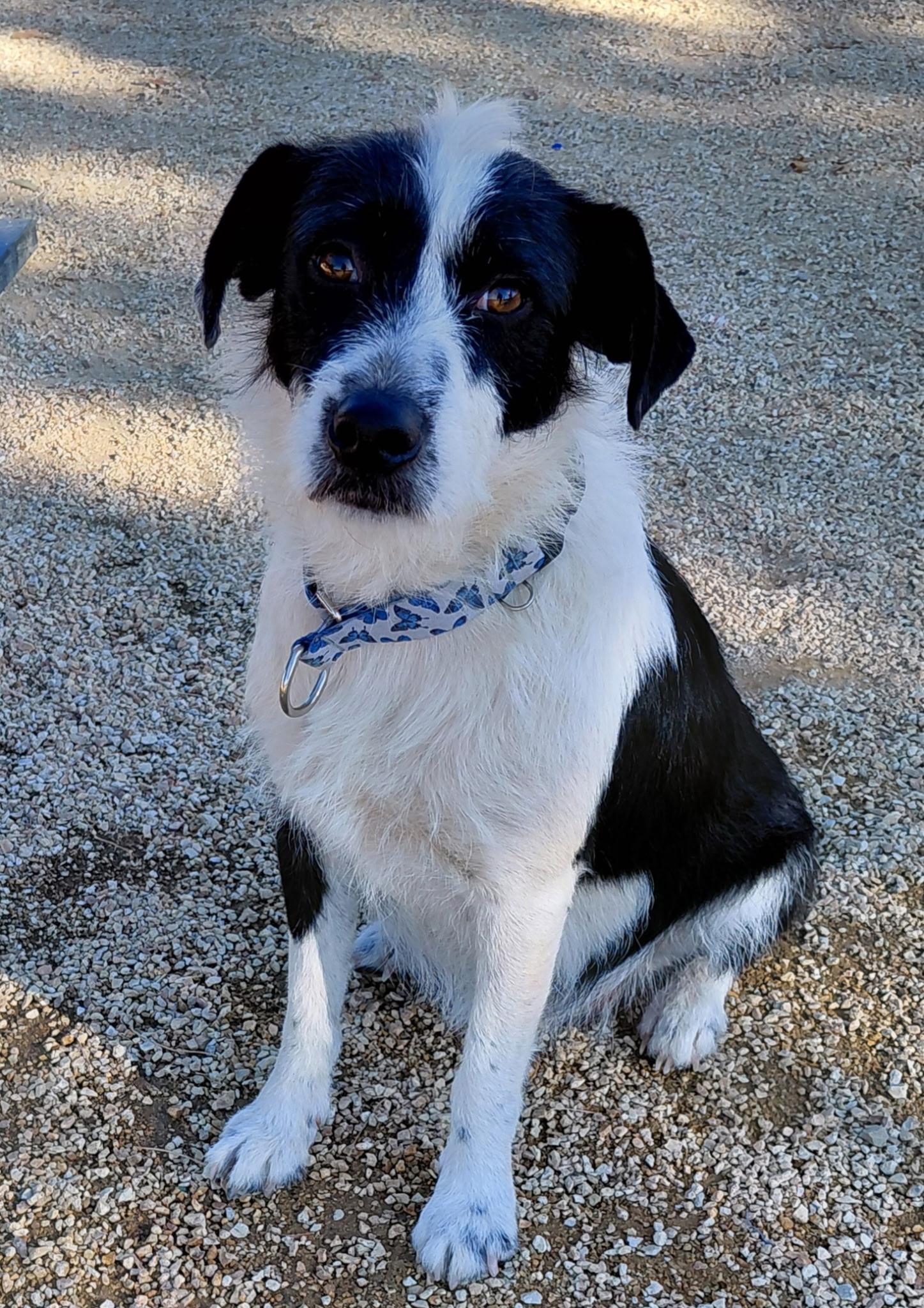 Enlarge Ducky, a ADOPTABLE Wirehaired Terrier in Los Angeles , CA image 2/2
