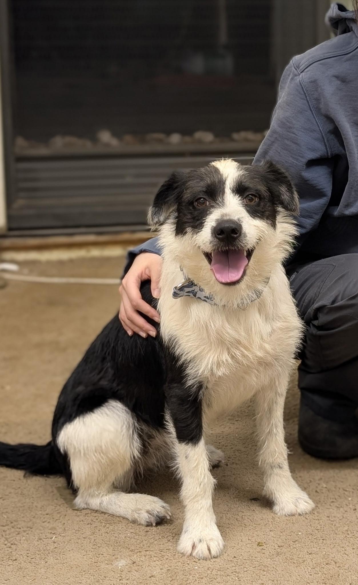 Ducky, ADOPTABLE, Young Female Wirehaired Terrier.