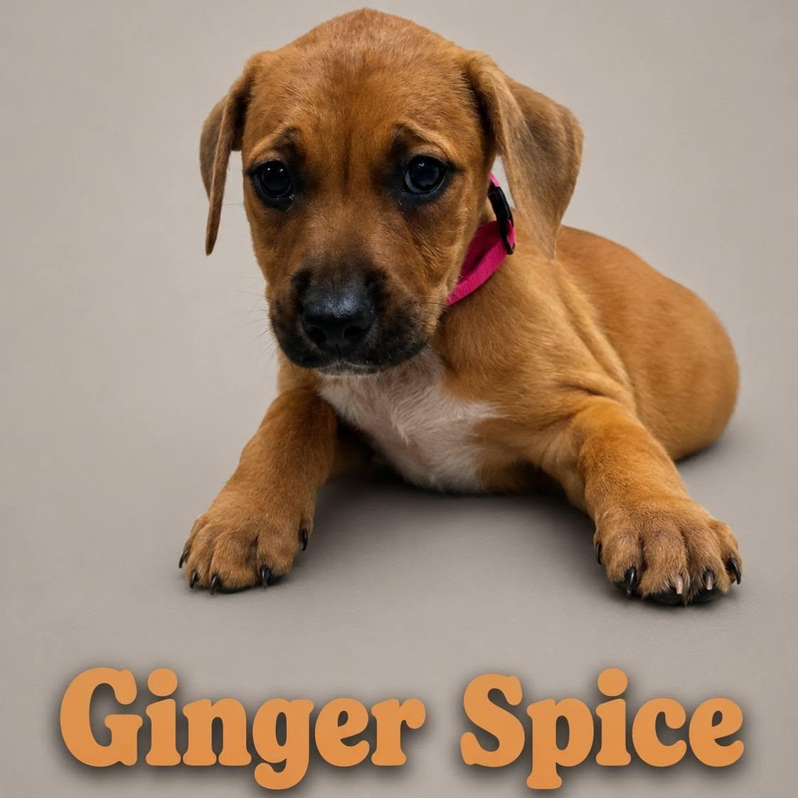 Enlarge Ginger Spice, a Adoptable mixed breed in Myrtle Beach, SC image 1/1