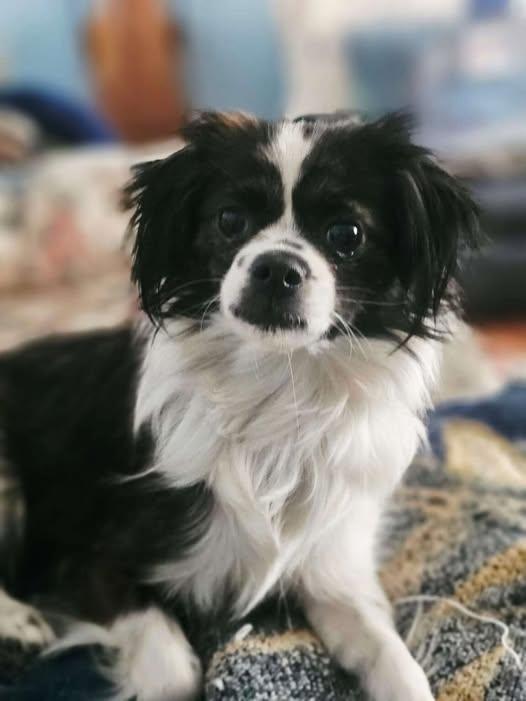 Enlarge Natasha, an adoptable mixed breed in Palatine, IL image 1/5
