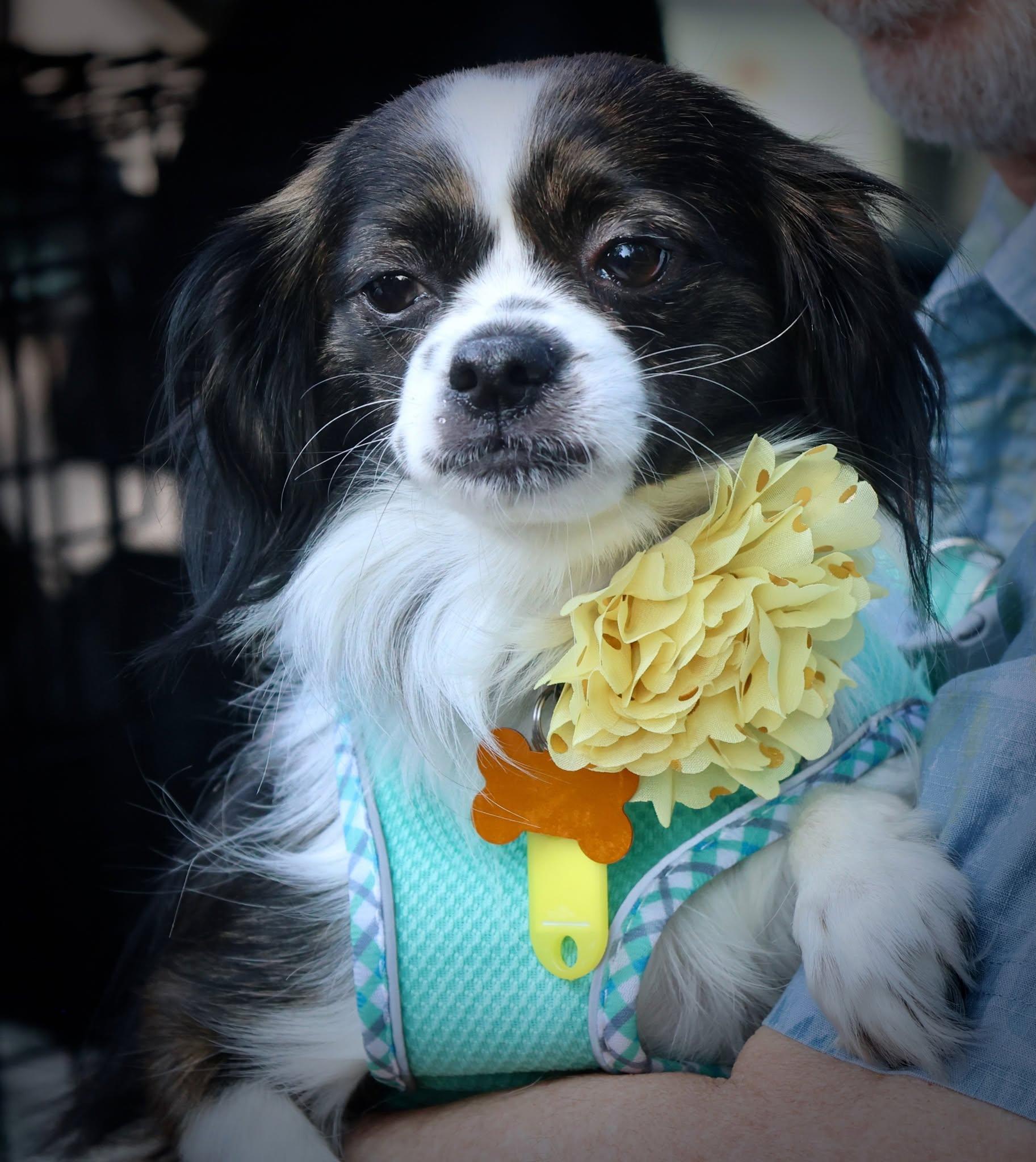 Enlarge Natasha, an adoptable mixed breed in Palatine, IL image 2/5